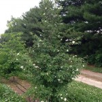 Stewartia pseudocamellia 1