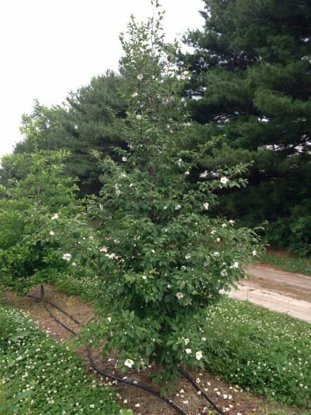 Stewartia pseudocamellia 1