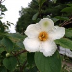 Stewartia pseudocamellia 2