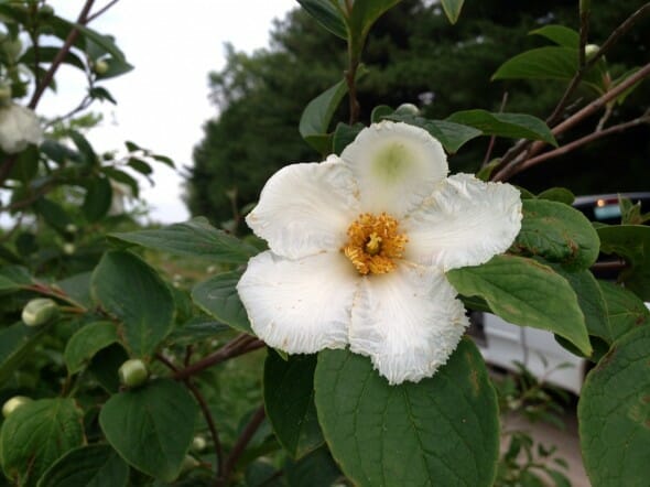 Stewartia pseudocamellia 2