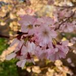 autumn-flowering-cherry-2