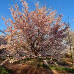 autumn-flowering-cherry-3