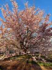 Autumn Flowering Cherry Tree