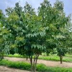 Syringa reticulata – Multi-Stem Japanese Tree Lilac