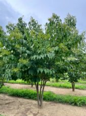 Syringa reticulata – Multi-Stem Japanese Tree Lilac