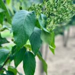 Leaf close-up of a Syringa reticulata – Multi-Stem Japanese Tree Lilac