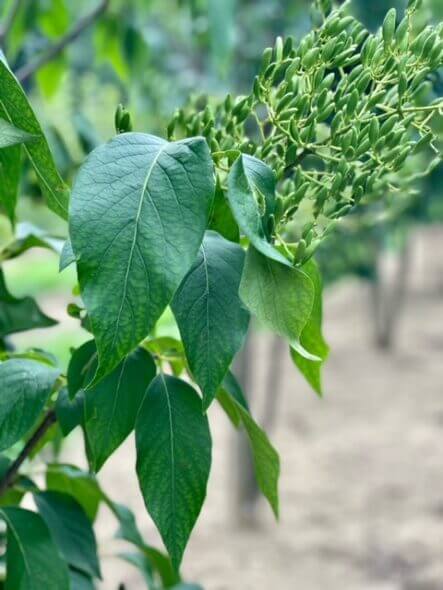 Leaf close-up of a Syringa reticulata – Multi-Stem Japanese Tree Lilac