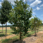 multi-stem-japanese-tree-lilac