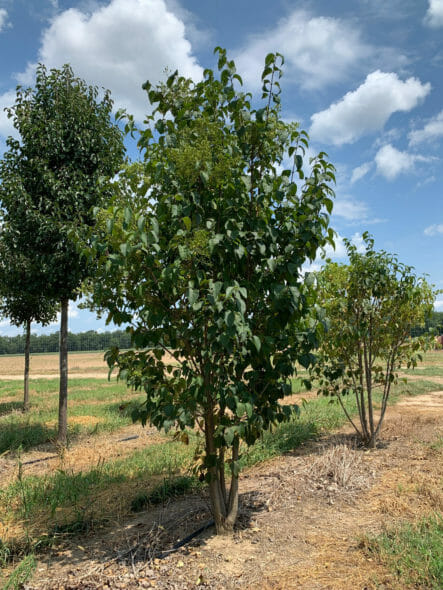 multi-stem-japanese-tree-lilac
