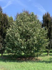 Styrax Obassia Tree in the Summer