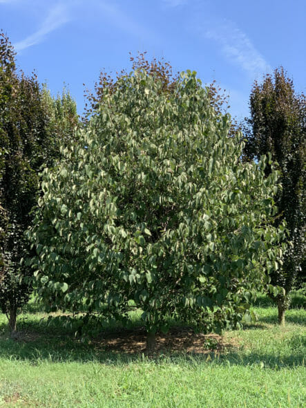 styrax-obassia-summer