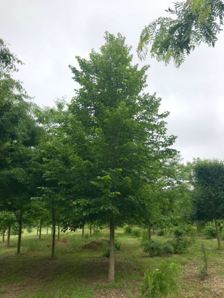 Tilia ‘American Sentry’ Spring View