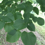 Tilia ‘American Sentry’ Foliage