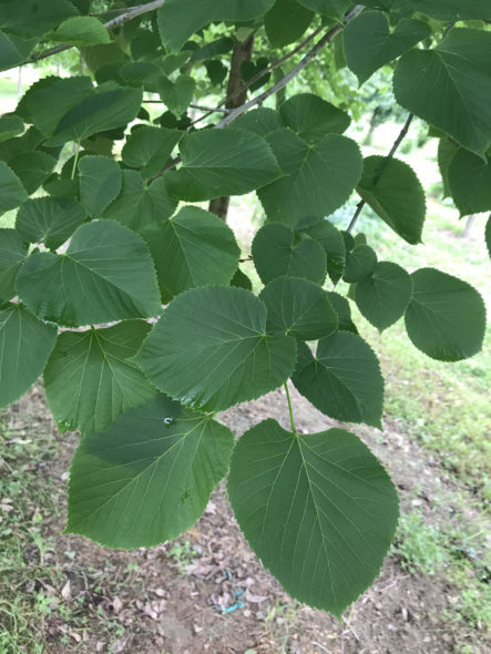 Tilia ‘American Sentry’ Foliage