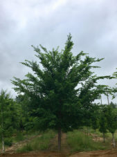 Ulmus americana ‘Jefferson’ Spring View