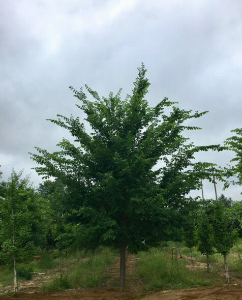 Ulmus americana ‘Jefferson’ Spring View