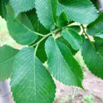 Ulmus americana ‘Jefferson’ Leaf