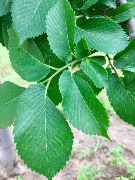 Ulmus americana ‘Jefferson’ Leaf