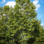 20140819-Columbia London Planetree (1)