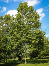 20140819-Columbia London Planetree (1)