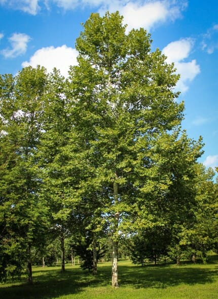 20140819-Columbia London Planetree (1)