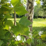 20140819-Columbia London Planetree (3)