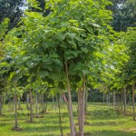 20140821-Multi-stem Northern Catalpa (1)