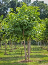 20140821-Multi-stem Northern Catalpa (1)