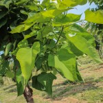 20140821-Multi-stem Northern Catalpa (2)