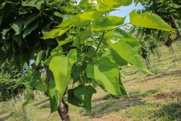 20140821-Multi-stem Northern Catalpa (2)