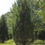 20140826-Idywild Juniper (1)