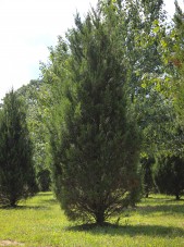 20140826-Idywild Juniper (1)