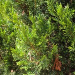 20140826-Idywild Juniper (2)