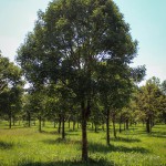 20140827-Paperbark Maple (1)