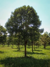 20140827-Paperbark Maple (1)