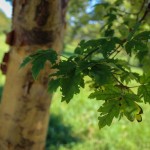 20140827-Paperbark Maple (2)