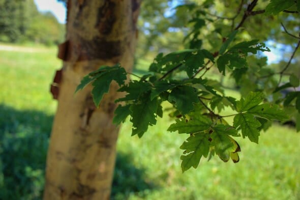 20140827-Paperbark Maple (2)