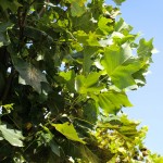 20140829-Emerald City Tulip Tree (2)