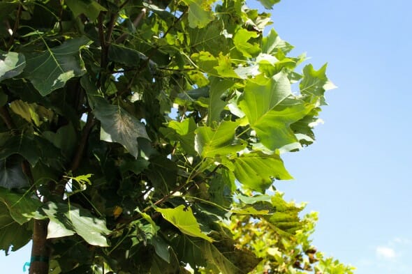 20140829-Emerald City Tulip Tree (2)