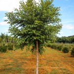 20140829-Single-stem Dura-Heat River Birch (1)