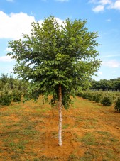 20140829-Single-stem Dura-Heat River Birch (1)