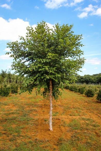 20140829-Single-stem Dura-Heat River Birch (1)