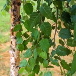 20140829-Single-stem Dura-Heat River Birch (3)