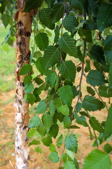 20140829-Single-stem Dura-Heat River Birch (3)