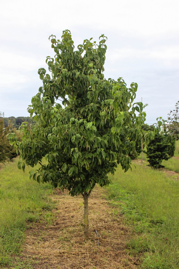 Cloud 9 Dogwood Halka Nurseries