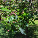 Single Stem Prairifire Crabapple (3)