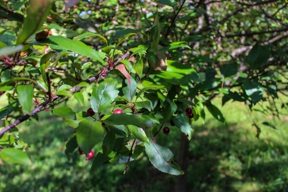 Single Stem Prairifire Crabapple (3)