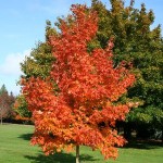 fall fiesta sugar maple tree_internet