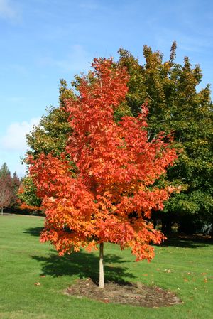 fall fiesta sugar maple tree_internet