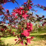 prairie-fire-crabapple-flower